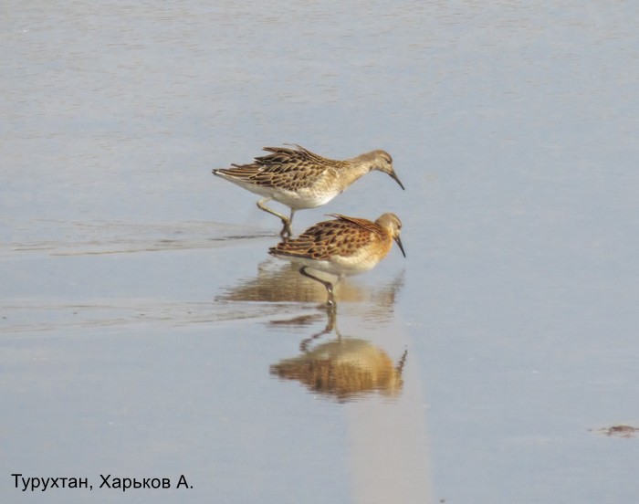 Турухтан, Харьков А.