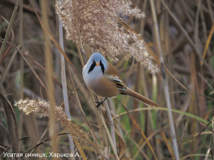 Усатая синица, Харьков А.