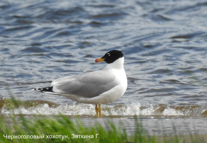 Черноголовый хохотун, Зяткина Г.