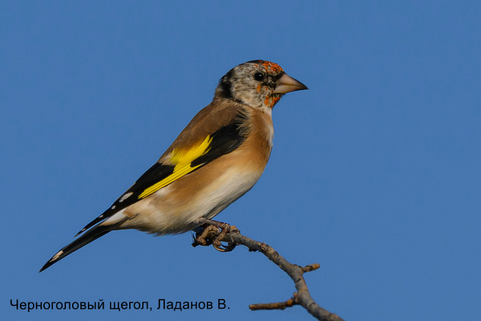 Черноголовый щегол, Ладанов В.