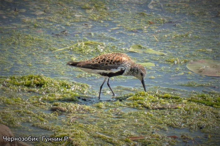 Чернозобик, Гунчин Р.