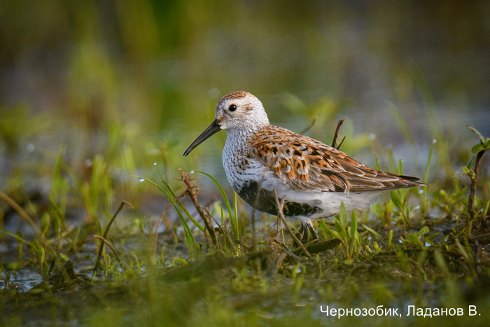 Чернозобик, Ладанов В.