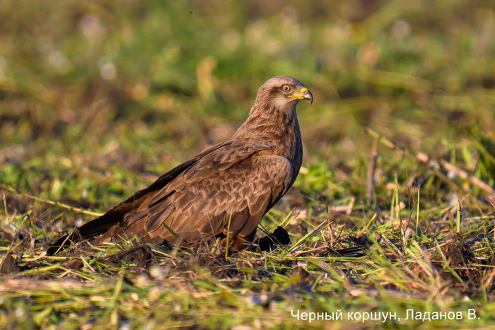Черный коршун, Ладанов В.