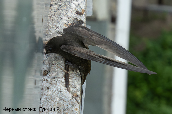 Черный стриж, Гунчин Р.