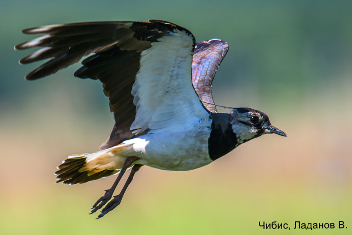 Чибис, Ладанов В.