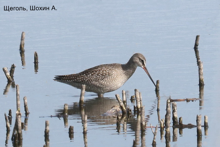 Щеголь, Шохин А.