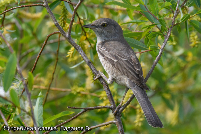 Ястребиная славка, Ладанов В.