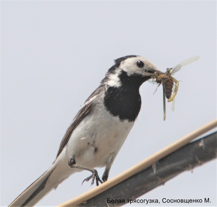 Белая трясогузка, Сосновщенко М.