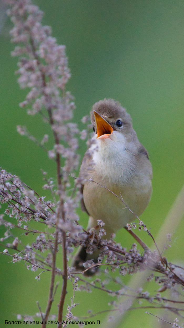 Болотная камышовка, Александров П.