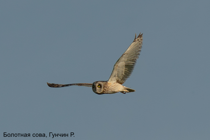 Болотная сова, Гунчин Р. (2)