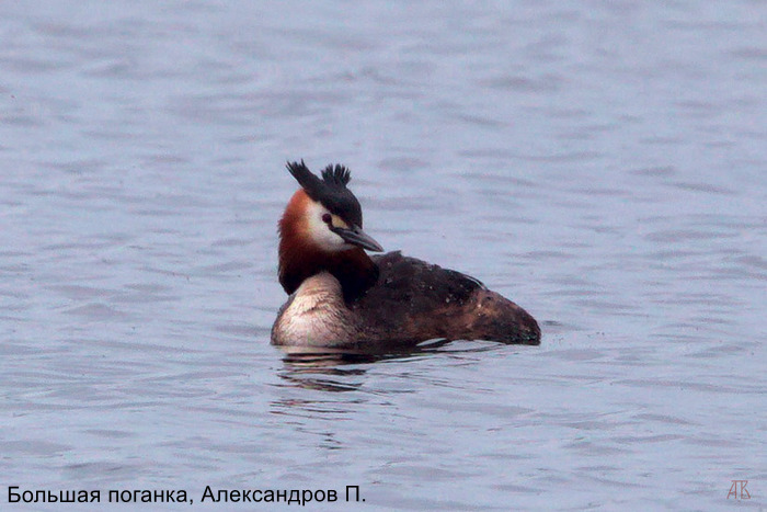Большая поганка, Александров П.