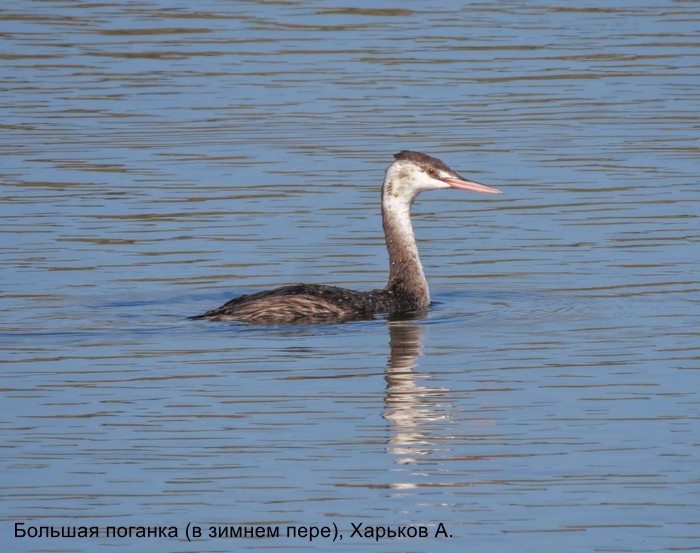 Большая поганка (в зимнем пере), Харькоа А.