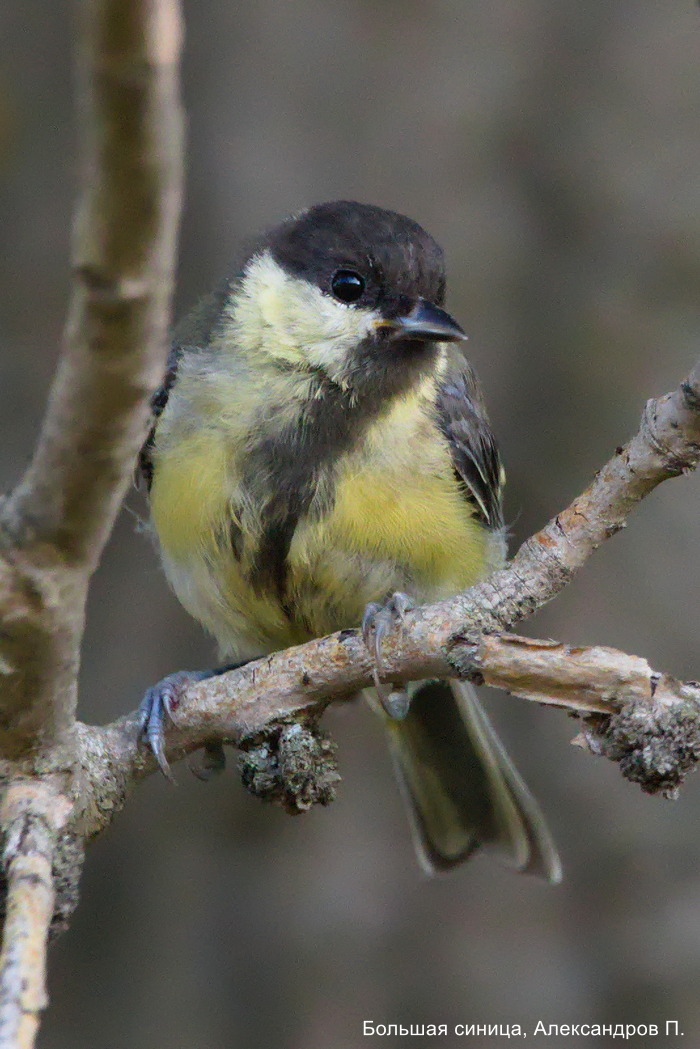 Большая синица, Александров П.