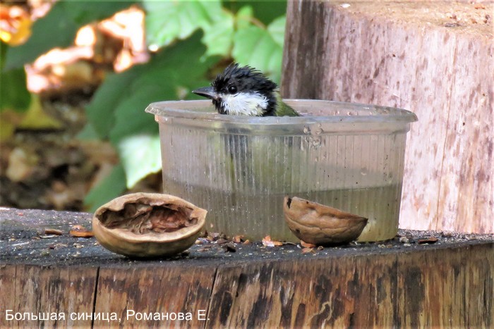 Большая синица, Романова Е.