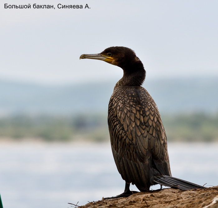 Большой баклан, Синяева А. (2)