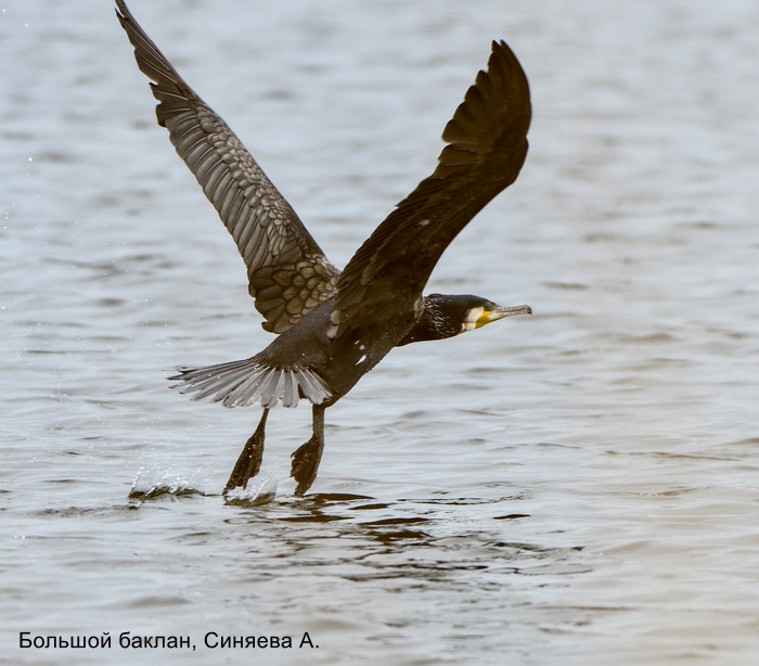 Большой баклан, Синяева А. (3)