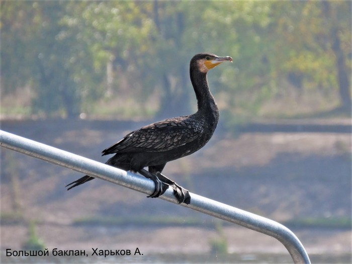 Большой баклан, Харьков А.