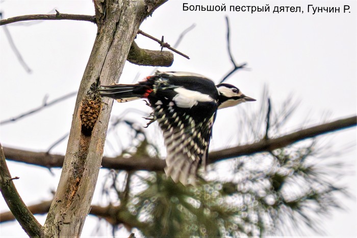 Большой пестрый дятел, Гунчин Р.