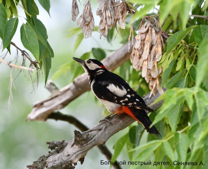 Большой пестрый дятел, Синяева А.