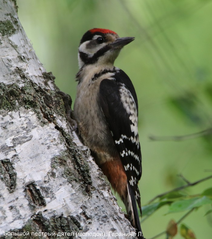 Большой пестрый дятел (молодой), Гаранина Л.
