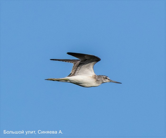 Большой улит, Синяева А.