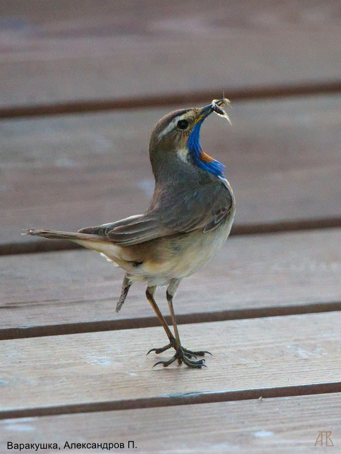Варакушка, Александров П.