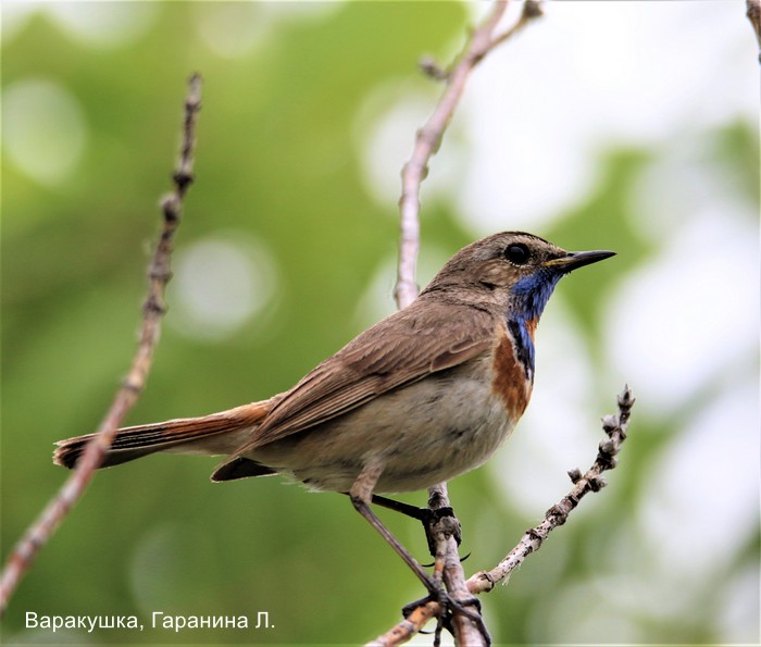 Варакушка, Гаранина Л.