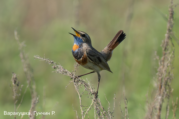 Варакушка, Гунчин Р. (1)