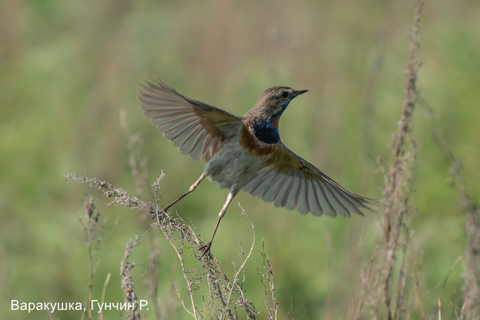 Варакушка, Гунчин Р. (2)