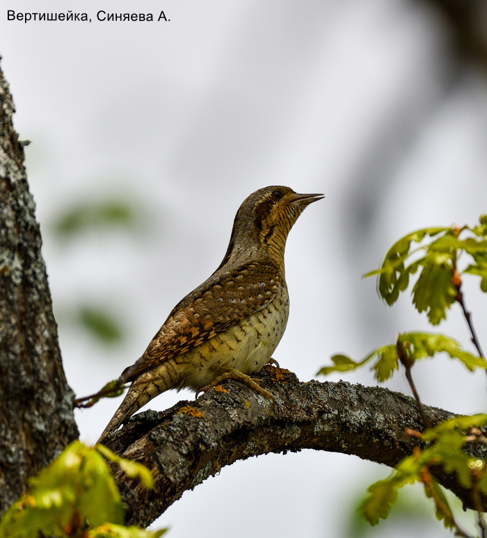 Вертишейка, Синяева А.