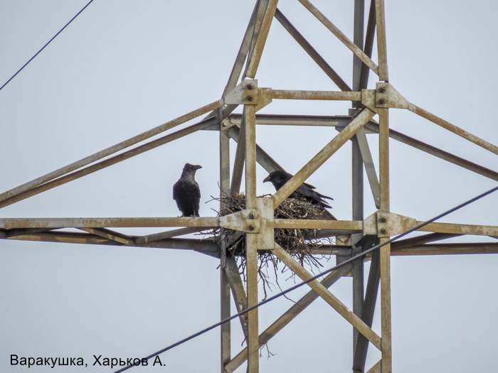 Ворон, Харьков А.