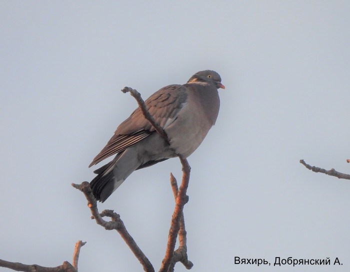 Вяхирь, Добрянский А.