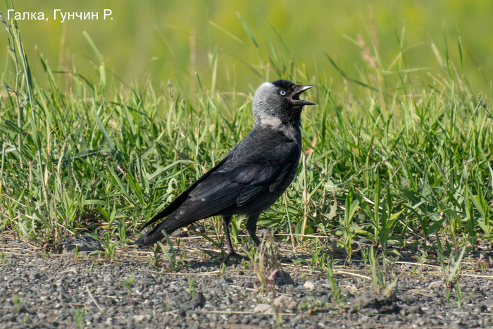 Галка, Гунчин Р.