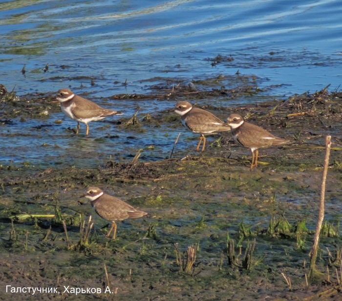 Галстучник, Харьков А.