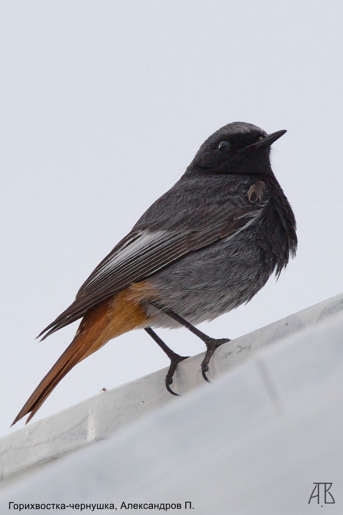 Горихвостка-чернушка, Александров П.