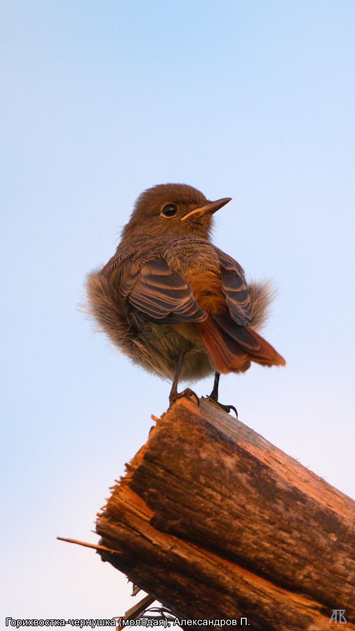 Горихвостка-чернушка (молодая), Александров П.
