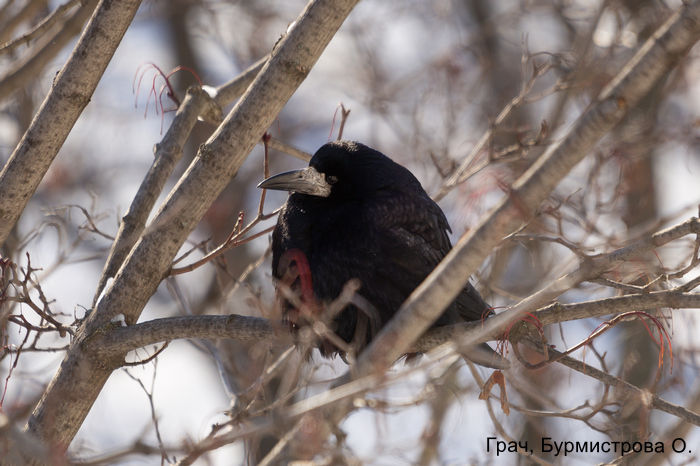 Грач, Бурмистрова О.