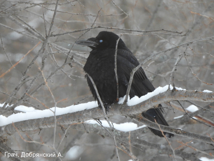 Грач, Добрянский А.