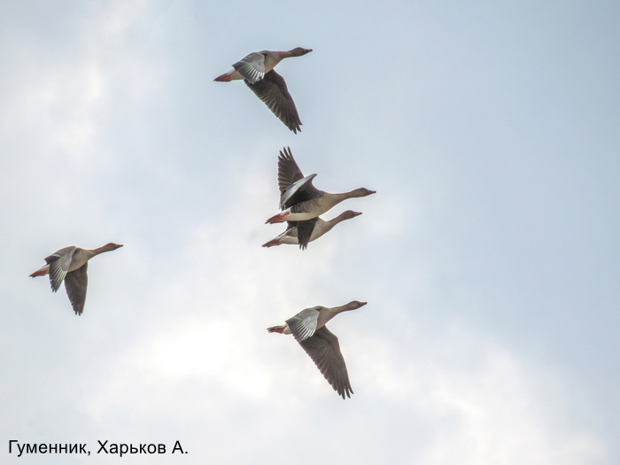 Гуменник, Харьков А.