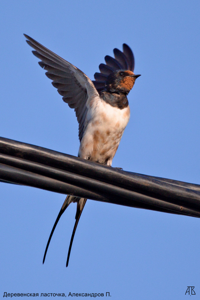 Деревенская ласточка, Александров П.