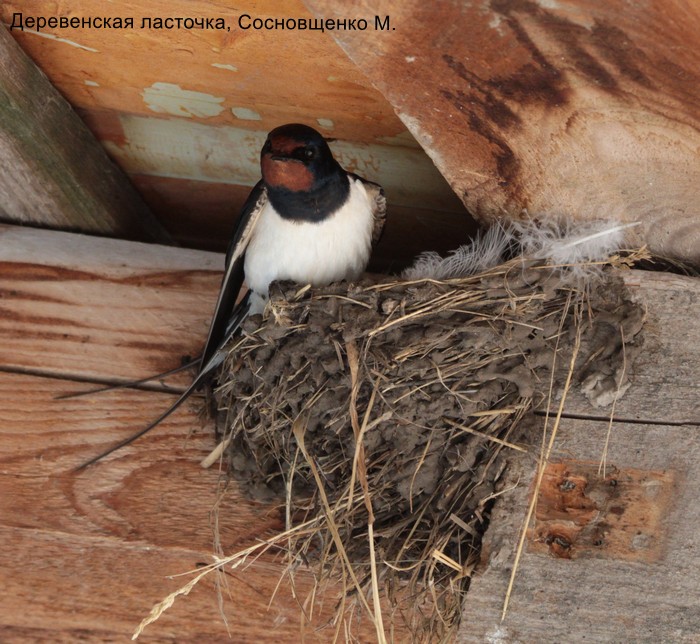Деревенская ласточка, Сосновщенко М.