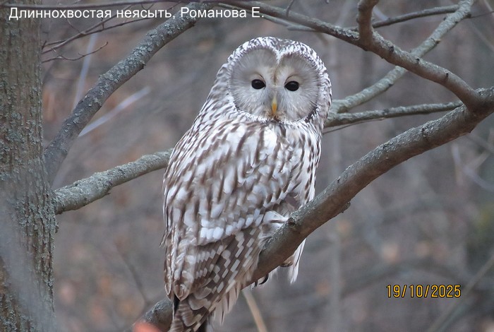 Длиннохвостая неясыть, Романова Е.