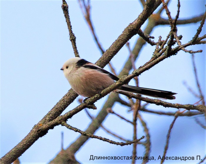 Длиннохвостая синица, Александров П.