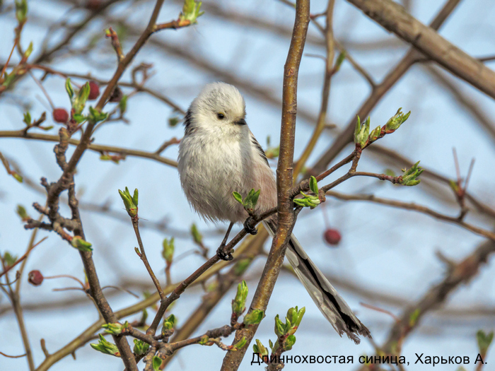 Длиннохвостая синица, Харьков А.