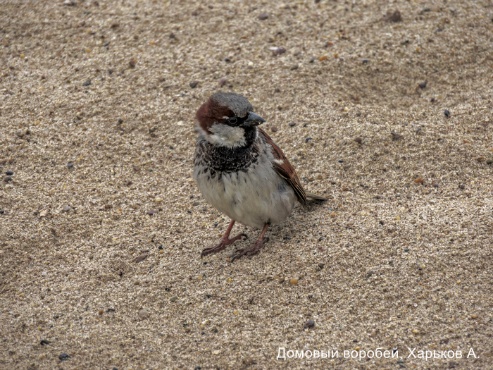 Домовый воробей, Харьков А (2)