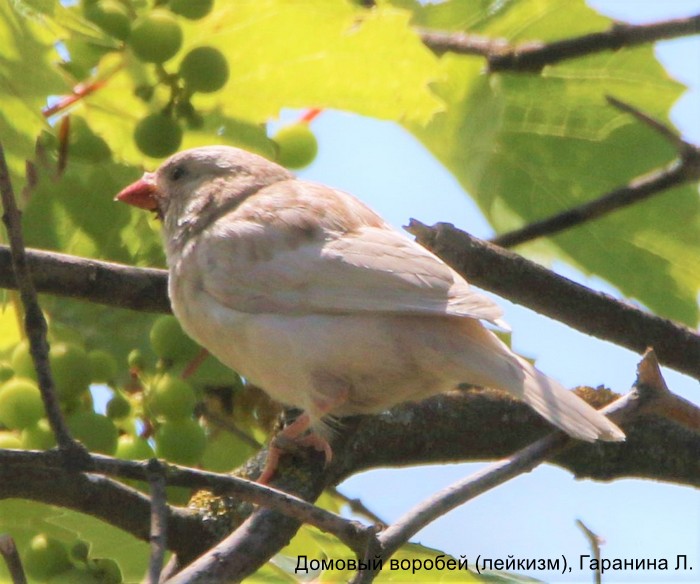 Домовый воробей (лейкизм), Гаранина Л.