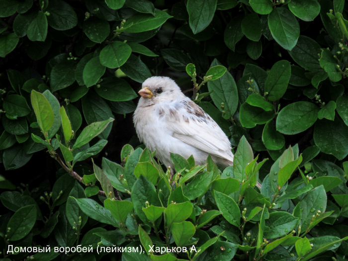 Домовый воробей (лейкизм), Харьков А (1)