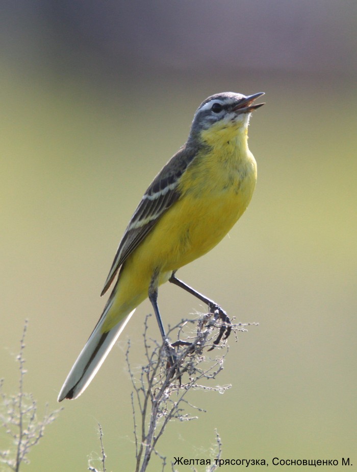 Желтая трясогузка, Сосновщенко М.