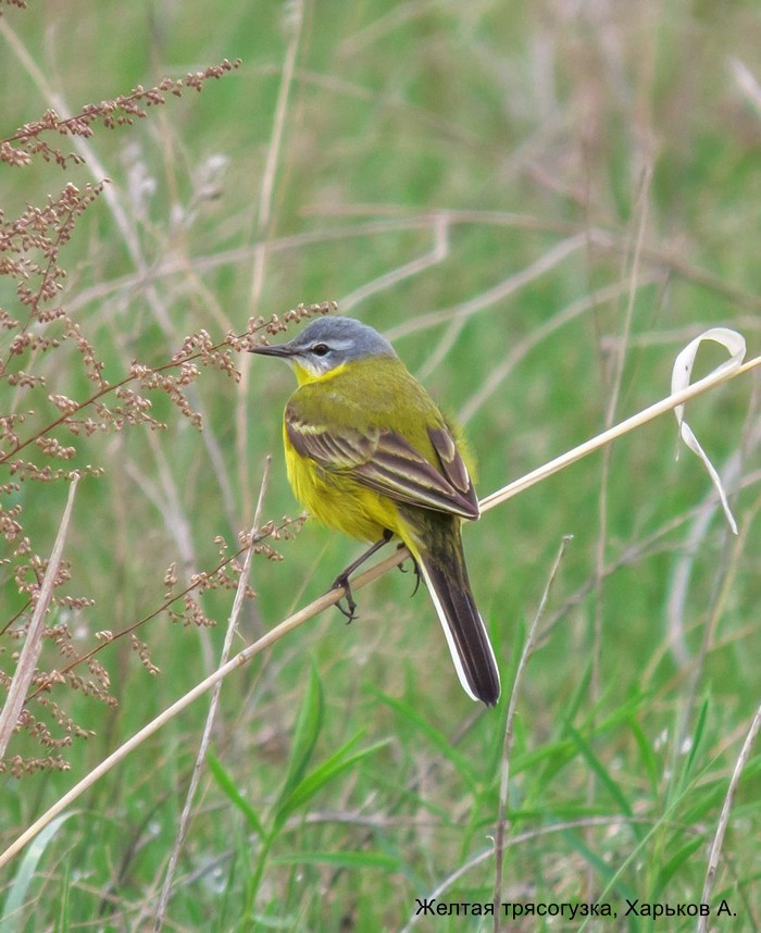 Желтая трясогузка, Харьков А.