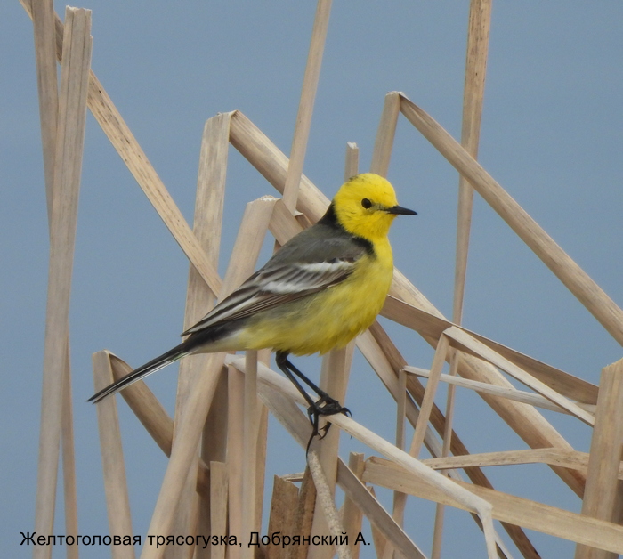 Желтоголовая трясогузка, Добрянский А.